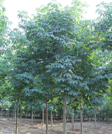 Red Buckeye Tree (Aesculus Pavia)