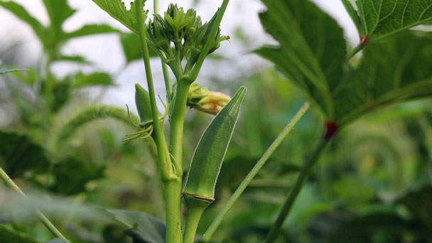 Okra: Grow & Care for Abelmoschus esculentus