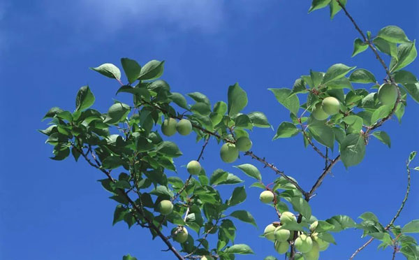 Pistachio Nut Trees