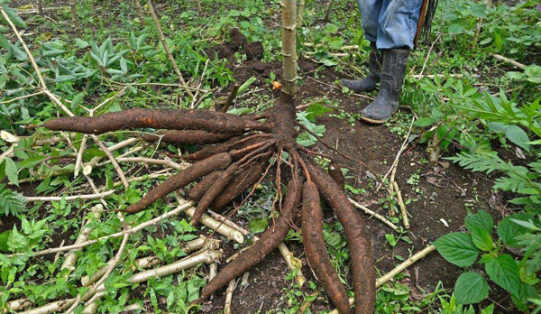 5 Sweet Cassava trunk Cuttings Cassava manioc Manihot esculenta tapioca 