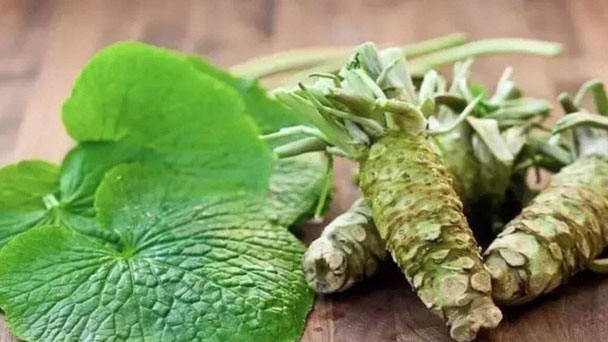 How to Grow & Care for Horseradish Plant