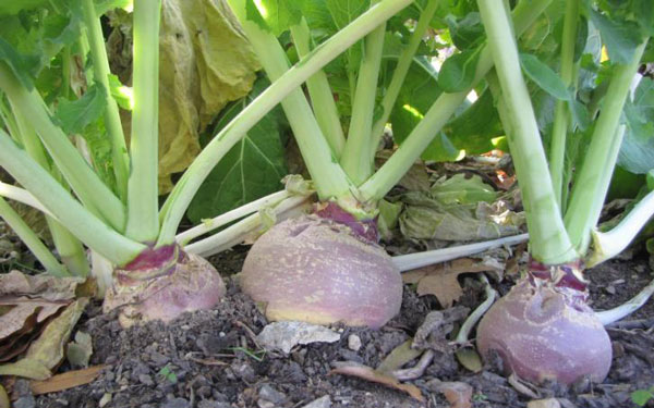 Rutabaga (Brassica napus)