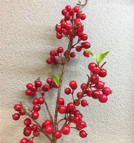 Ilex glabra (Inkberry Holly)