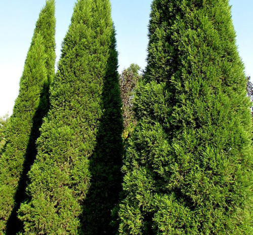 Juniper (Juniperus communis)