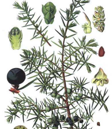 Juniper (Juniperus communis)