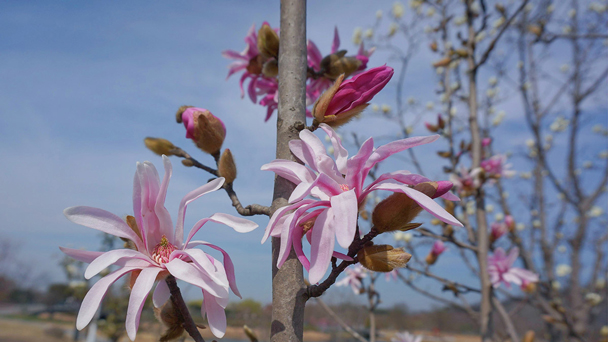 Magnolia kobus : Grow & Care for Magnolia kobus  
