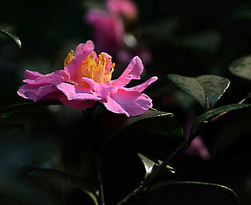 Pacific Rhododendron