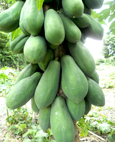 papaya tree (Carica papaya)