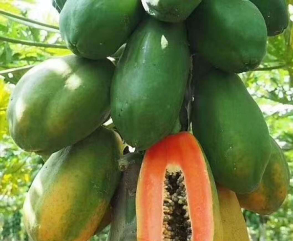 Papaya (Carica papaya)