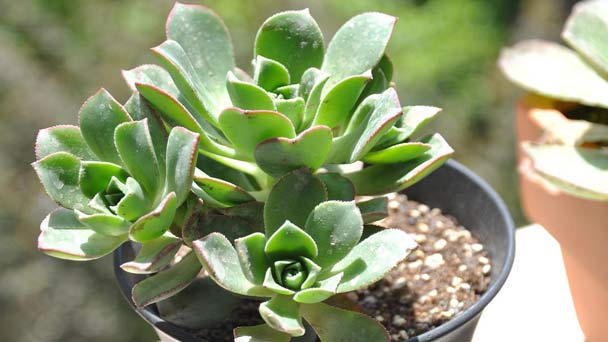 How to Grow & Care for Aeoniums Plant