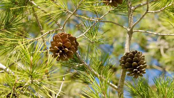 Aleppo Pine Tree (Pinus halepensis) Grow & Care Guide