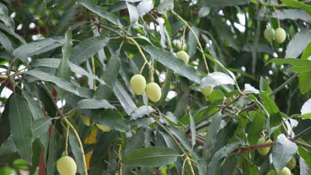 Almond Tree Grow & Care Instructions
