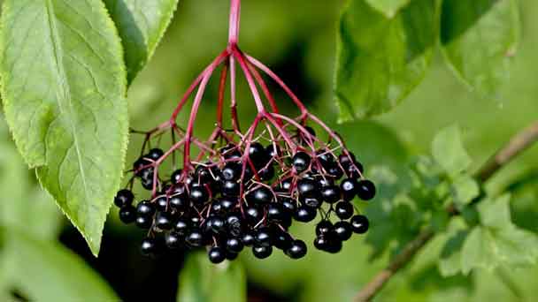 American Elderberry (Sambucus Canadensis) Profile