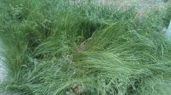 Bahia Grass (Paspalum Notatum) Grow & Care Instruction