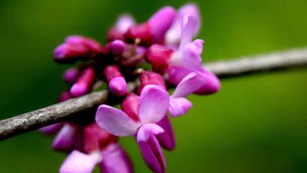 Beautyberry: Grow & Care for Callicarpa americana