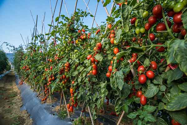 Beefsteak Tomatoes Profile