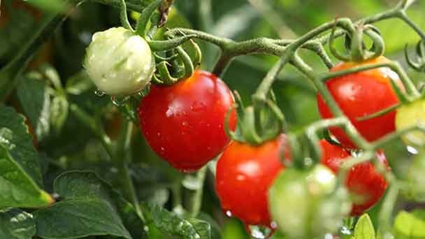 Beefsteak Tomatoes Grow & Care Guide
