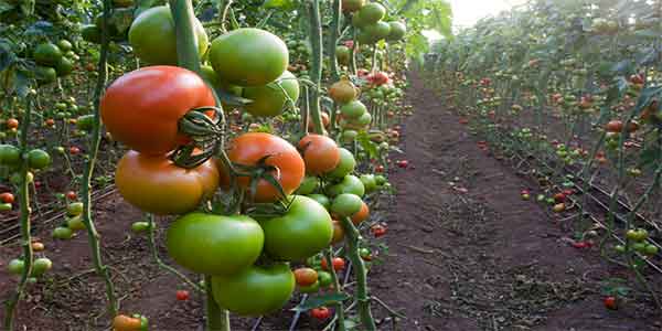 Beefsteak Tomatoes Profile