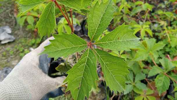 Virginia Creeper Vine: Grow & Care for Parthenocissus quinquefolia