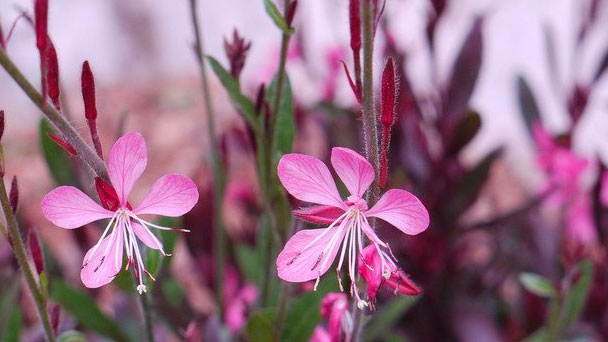 How to Grow & Care for Gaura Plant (Wandflower)
