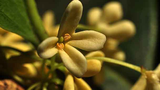 Tea Olive Tree (Osmanthus Fragrans) Care & Propagation Guide