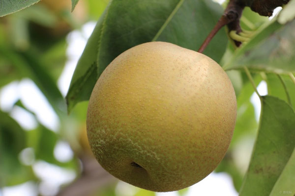 Asian pear