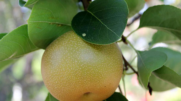 Asian pear tree (Pyrus pyrifolia) Profile