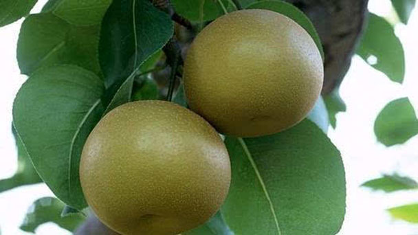 Asian Pear Tree (Pyrus Pyrifolia) Grow & Care Instructions