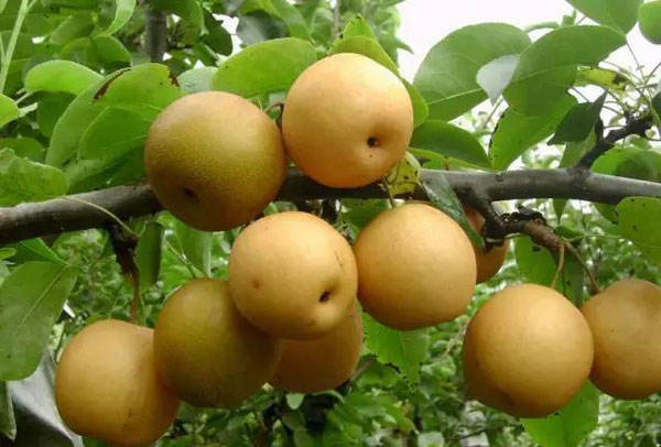 Asian pear tree