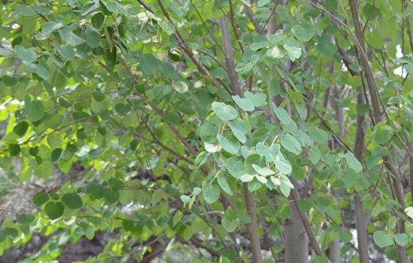 Katsura tree