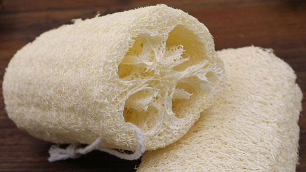How to Grow & Care for (Loofah) Luffa sponge
