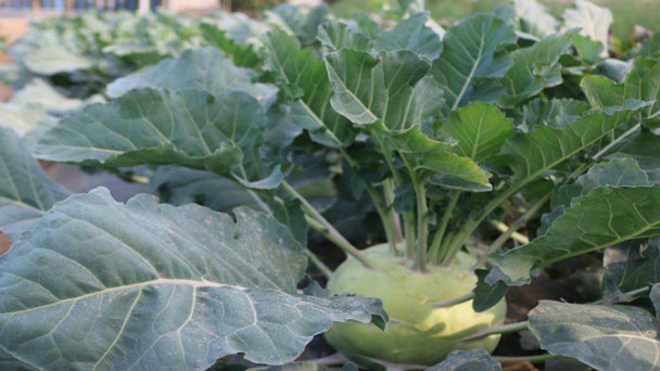 kohlrabi: Grow & Care for Brassica oleracea