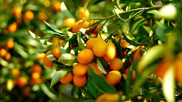 How to Grow & Care for Kumquat Trees