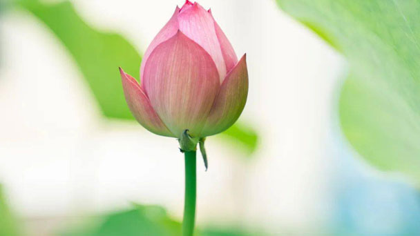 How to Grow Lotus: Growing and Caring for Lotus
