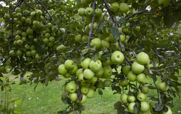 Lodi apple tree