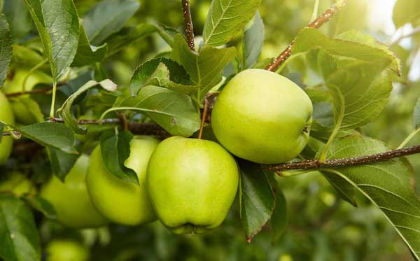 Lodi apple tree