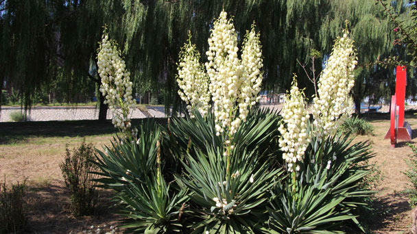 Adams Needle Plant (Yucca Filamentosa) Profile