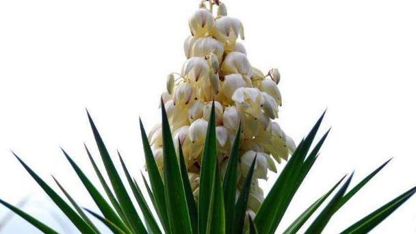 Yucca - mosy common house plant