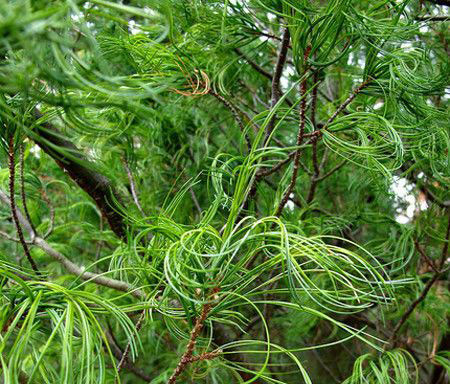 Lodgepole pine (Pinus contorta)