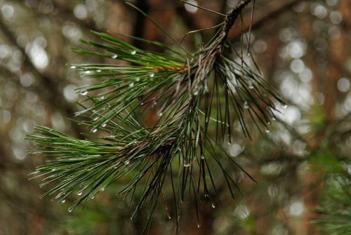 Lodgepole pine (Pinus contorta)