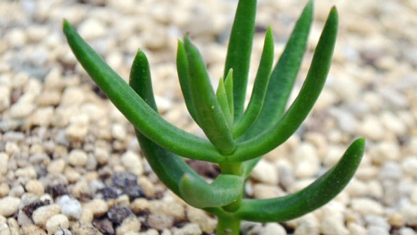 Crassula Tetragona (Miniature Pine Tree) Profile