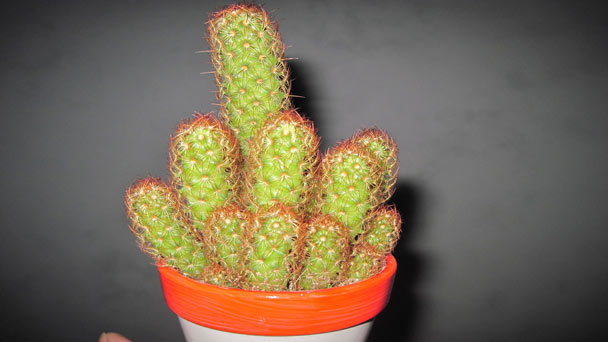Ladyfinger Cactus (Mammillaria Elongata) Profile