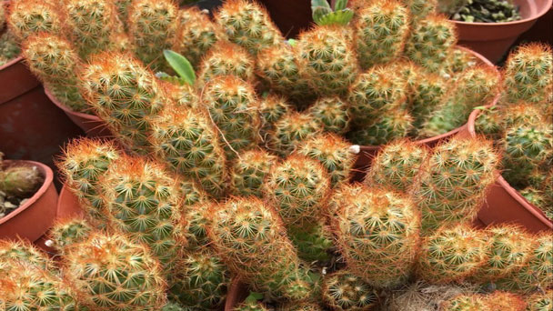 Mammillaria Elongata: Grow & Care for Ladyfinger Cactus