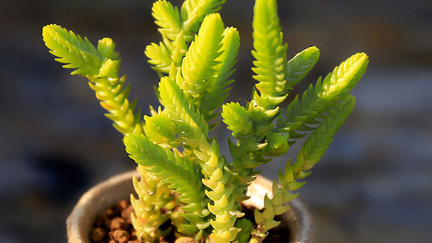 How to Grow & Care for Crassula Muscosa (Watch Chain Plant)