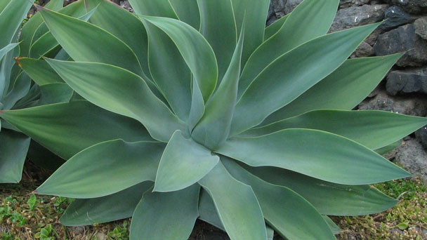 Foxtail Agave (Agave Attenuata) Profile: Plant Info & Care Guide