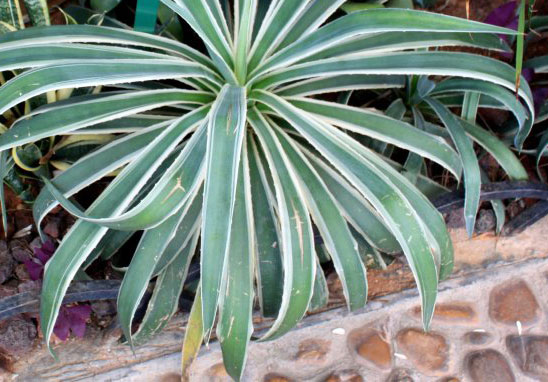Foxtail agave