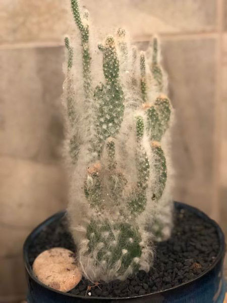 Old man cactus