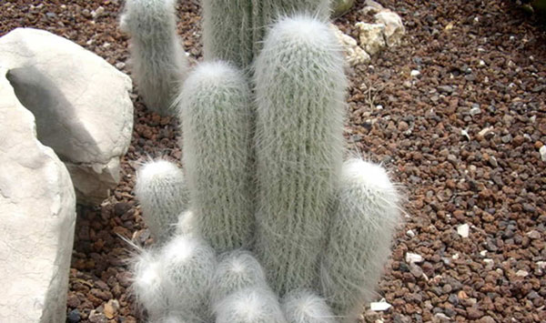 Old man cactus