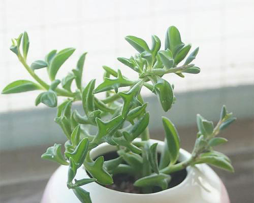 String of Dolphins Plant