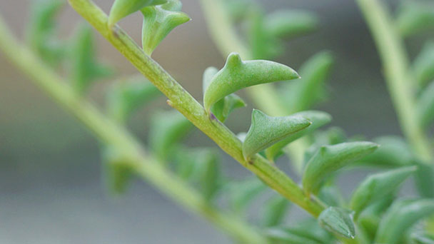 String of Dolphins Plant Profile: Succulent Info, Care & Growing Guide